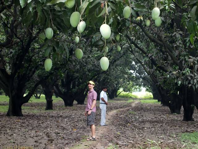 Mango orchards surrounding SP Wildernest