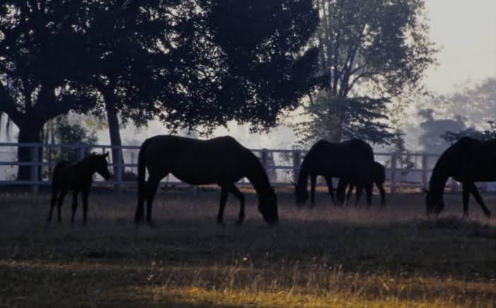 Manjri Stud Farm views near SP Wildernest